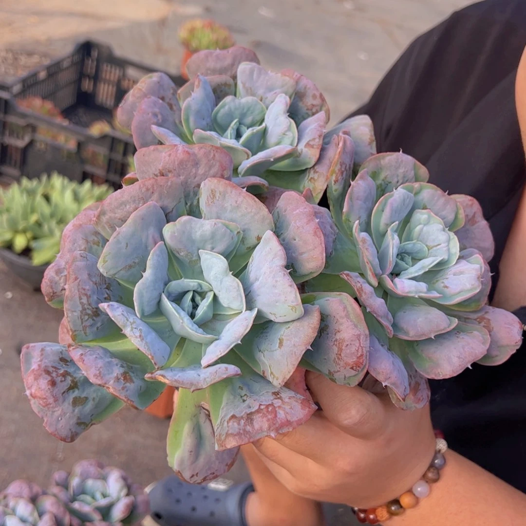 心之悦大三头起发