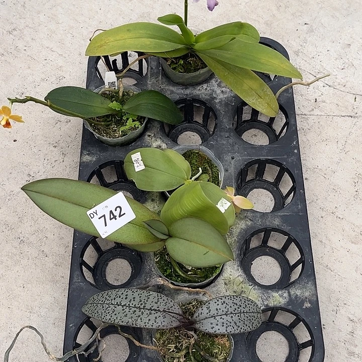 全部花苞742号特价瑕疵苗78/5颗任何原因不售后