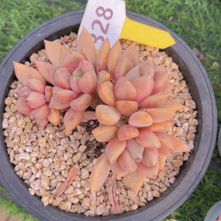 健健康康平平安安