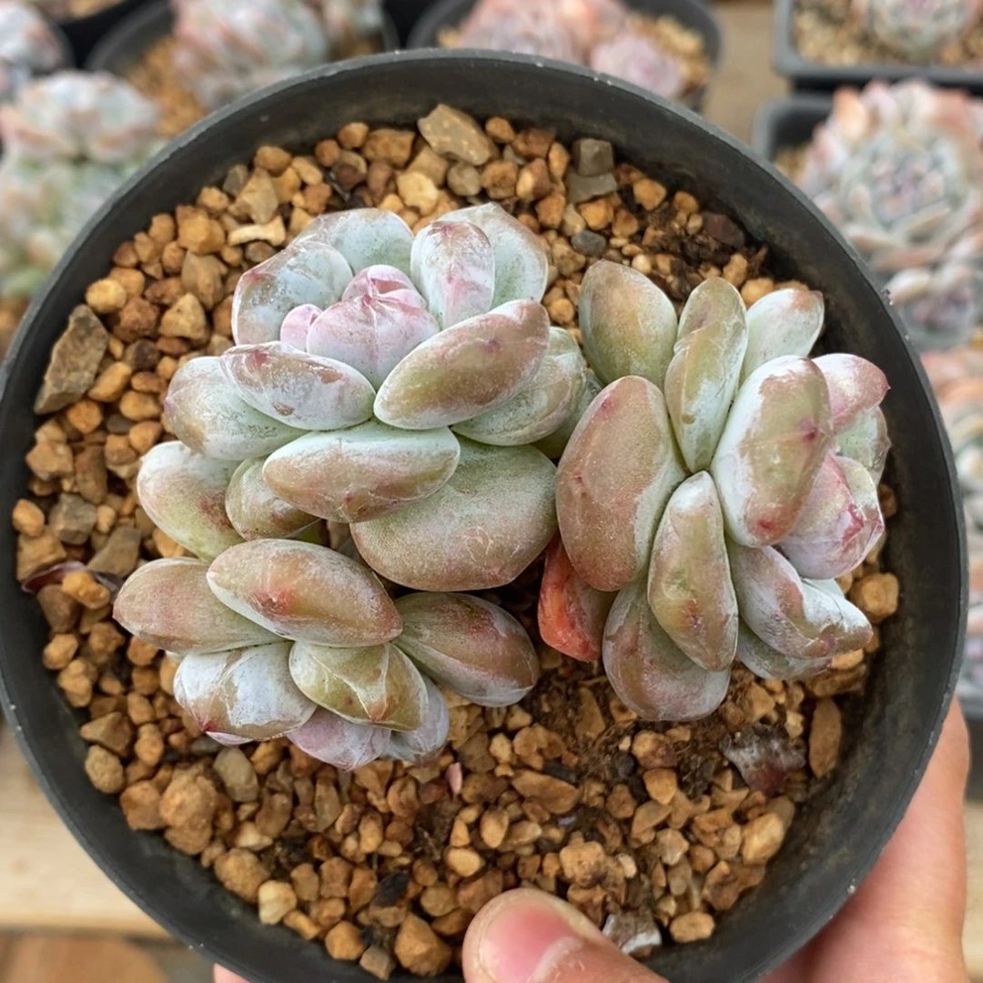 三头绿底紫心短圆肥