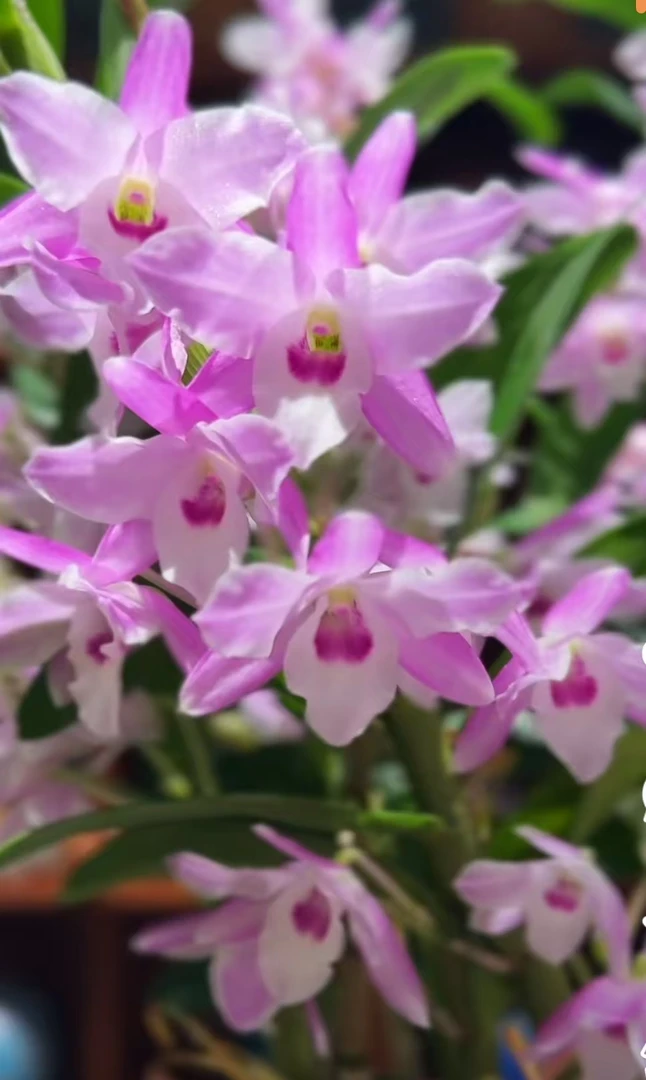 【火烈鸟春石斛兰】盆栽带花苞爆花机器花期长好养易活