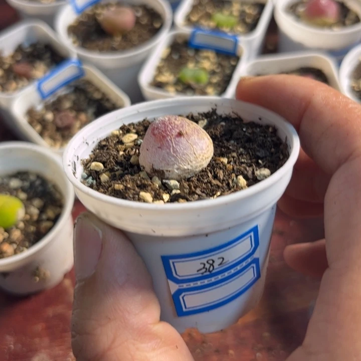 382 灯泡肉锥多肉