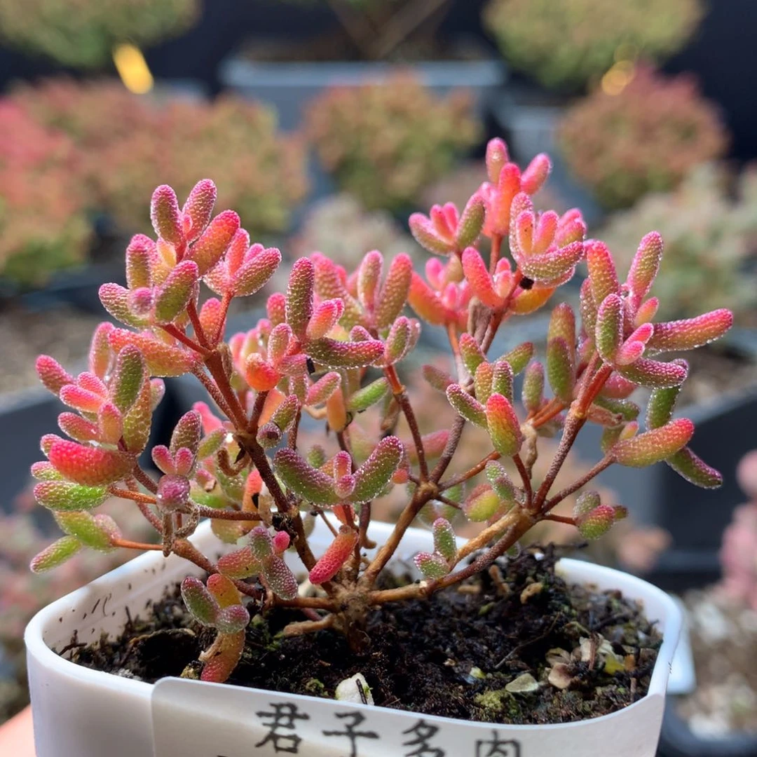 B208糖球粉锦枝干番杏