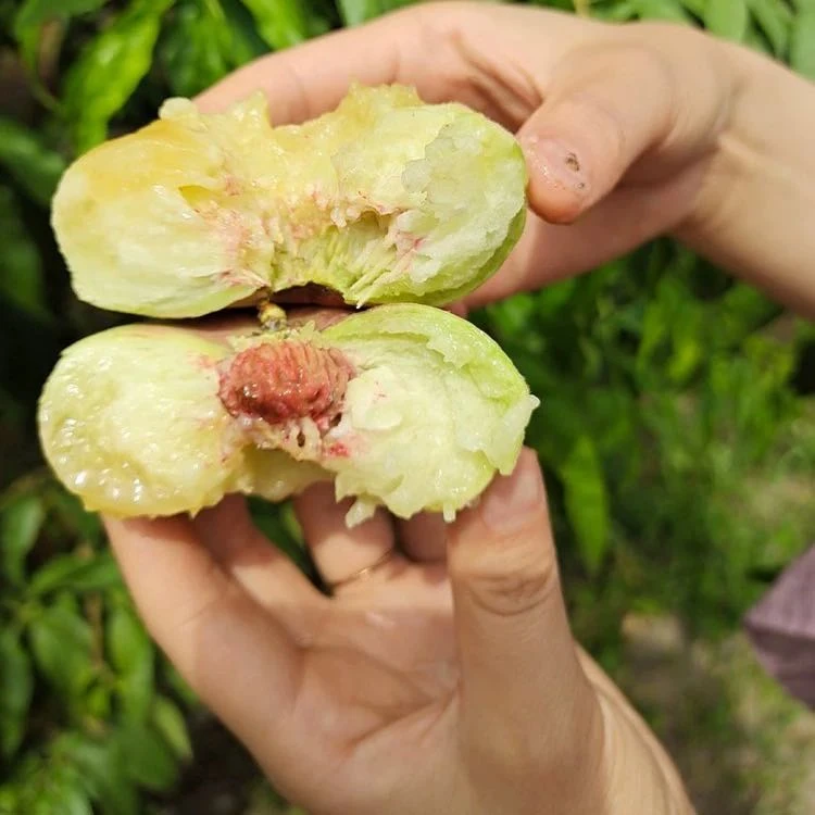 【只发新疆】石河子虎皮蟠桃新鲜水果 皮薄软糯香甜2公斤乌市直发