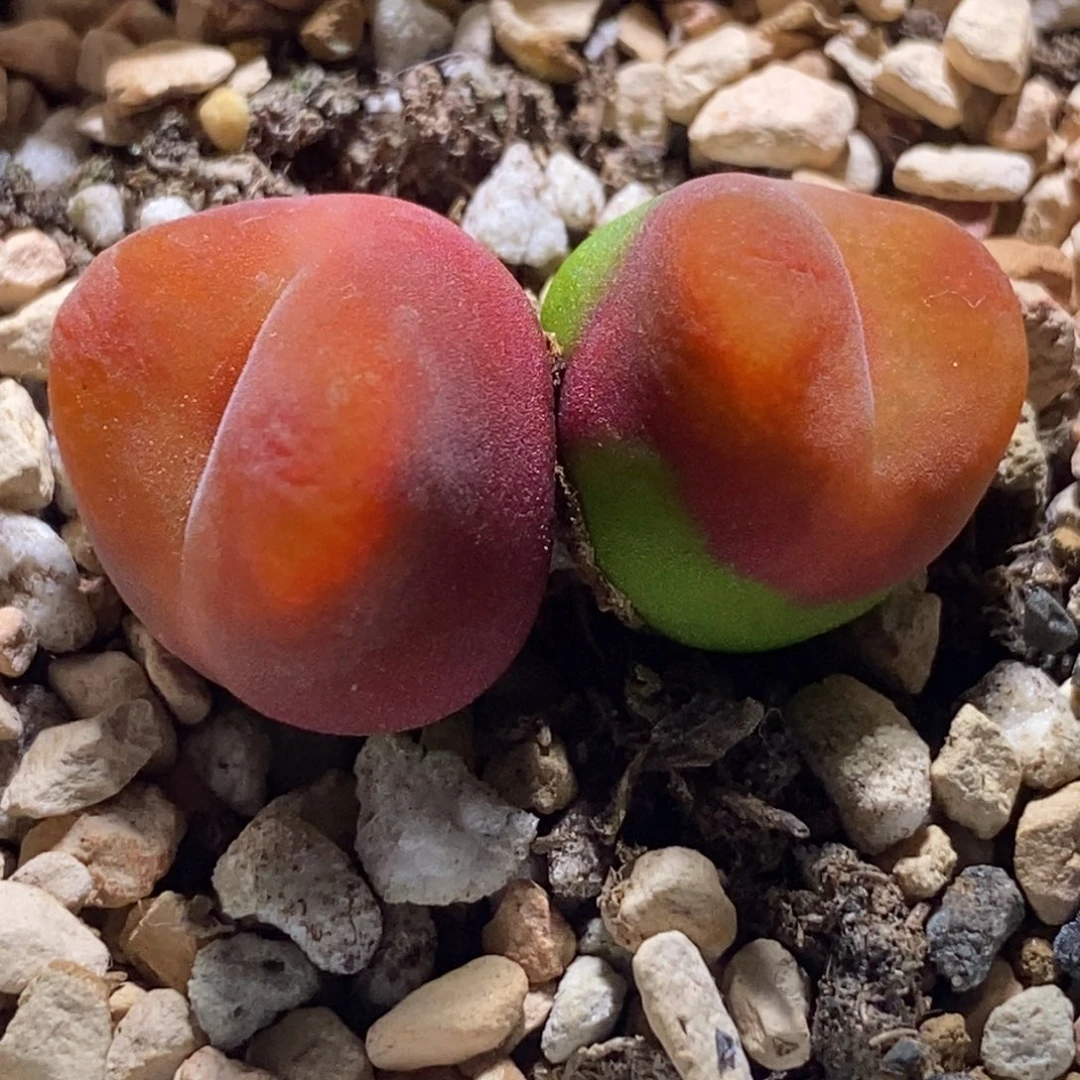 1430.5水蜜桃红红绒绒