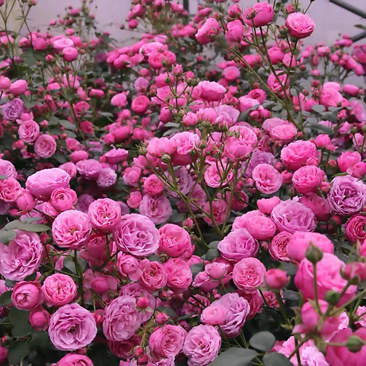 艾拉绒球粉色藤本爬墙月季多季节开花爬墙围栏