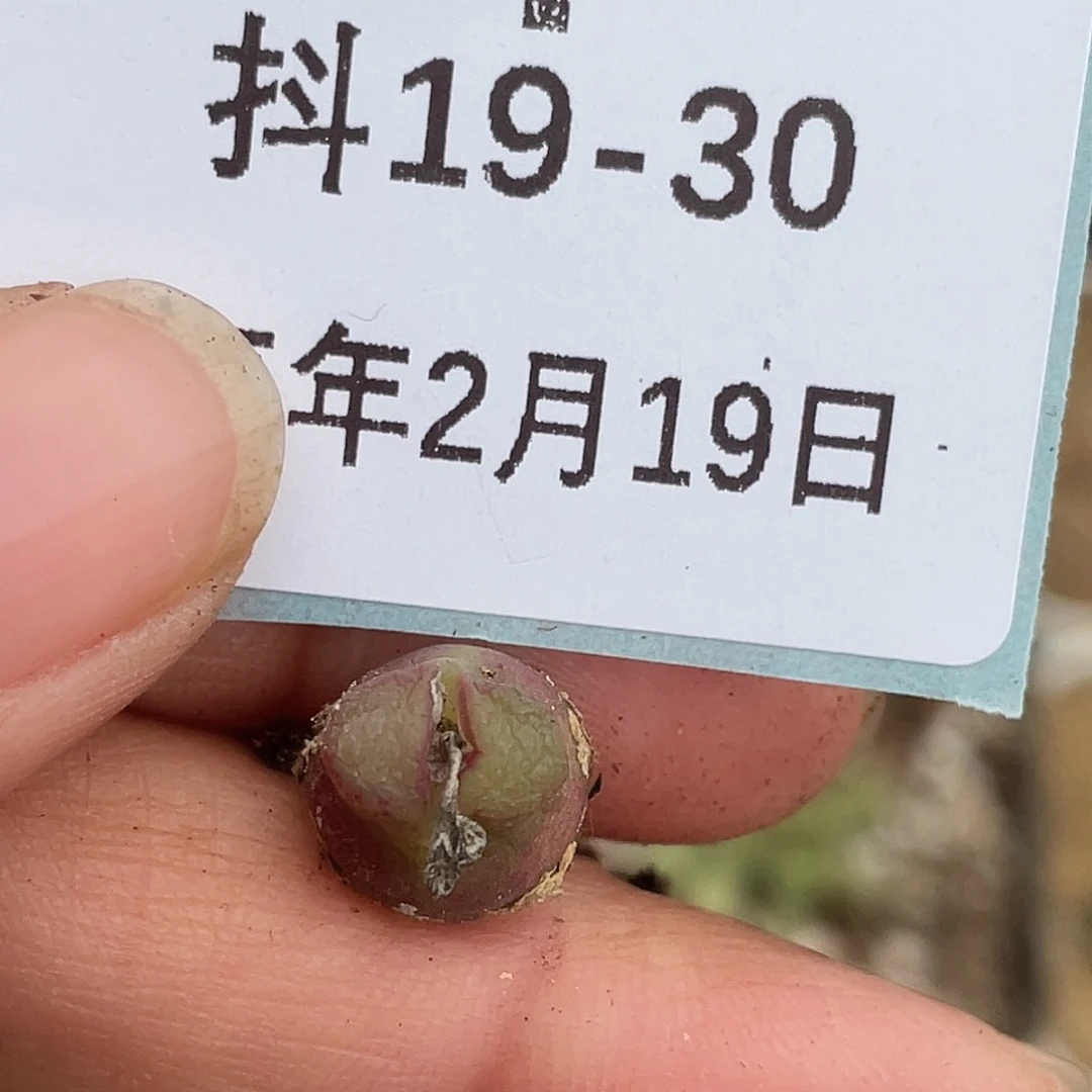 19-30雪茄多肉植物