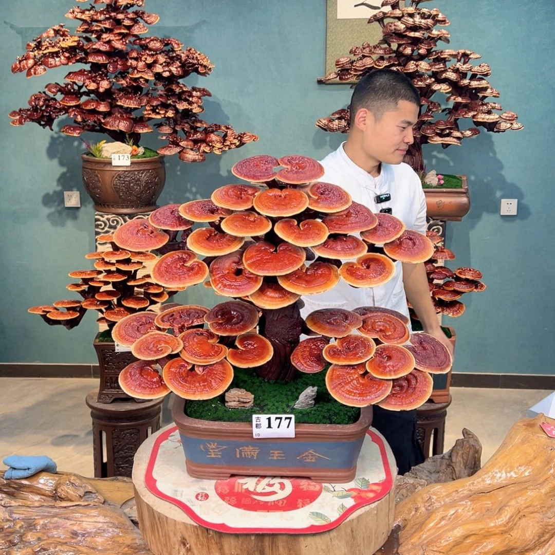 无花朵88888888888