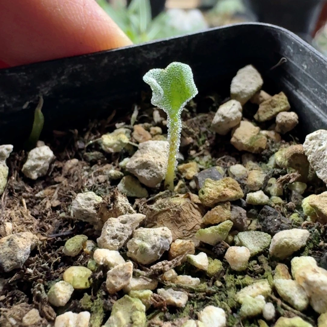 908冰晶海带雾冰玉带盆发货