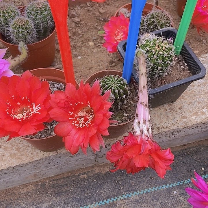 。***袁仙人掌彩草B 407 A012 0817脱土摘花发货