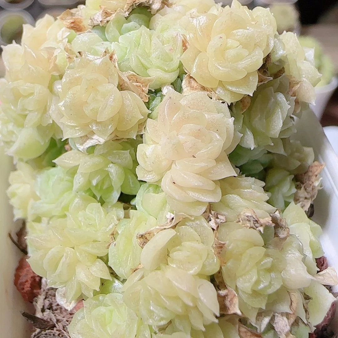 花语逸镜1120-72散