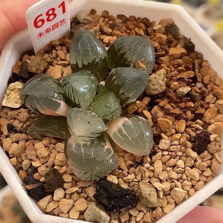 681糯玉露锦一物一拍