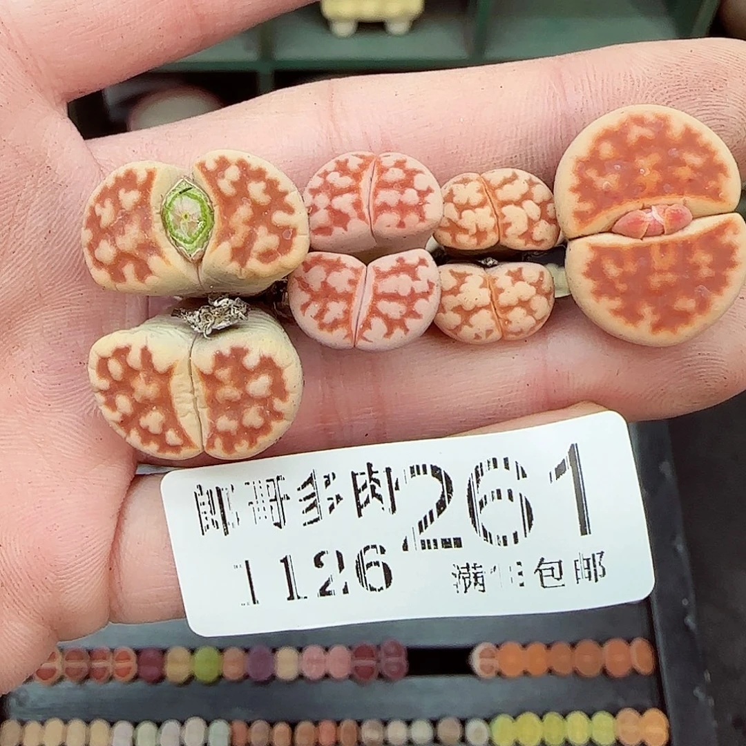 满满18包邮1126-261