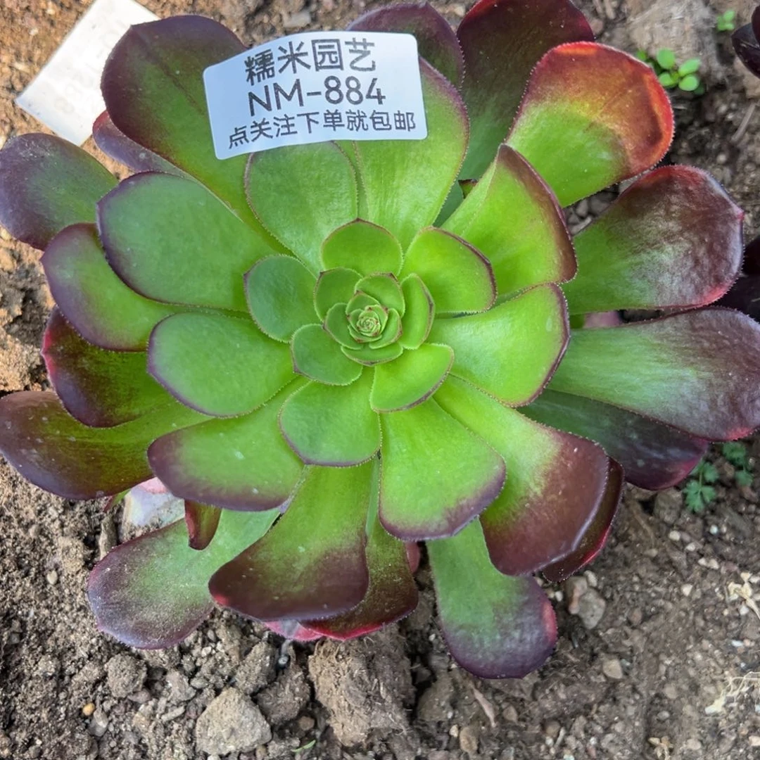 雨荷多肉植物884