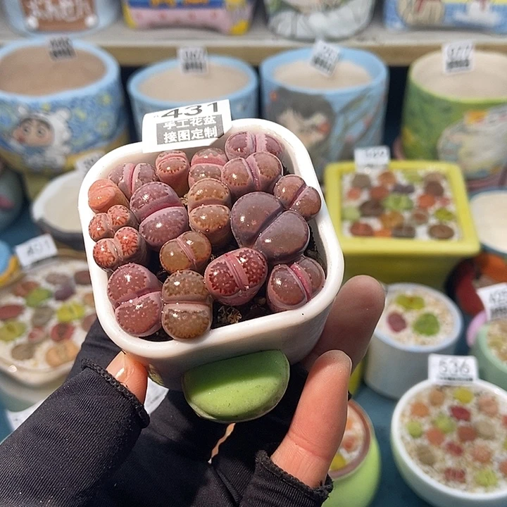 大舅生石花肉锥多肉431