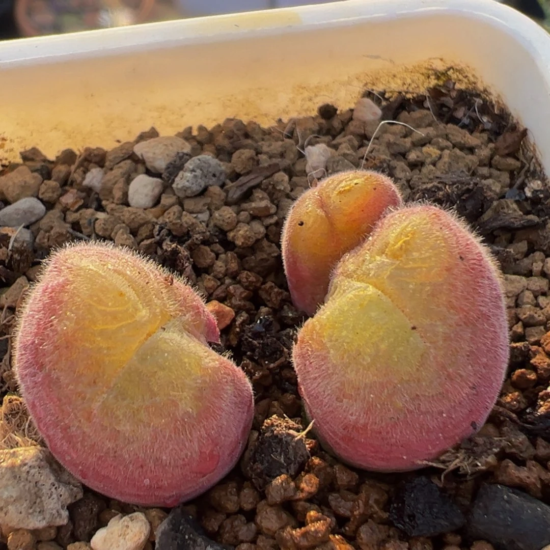 122多肉植物百科毛翠滴
