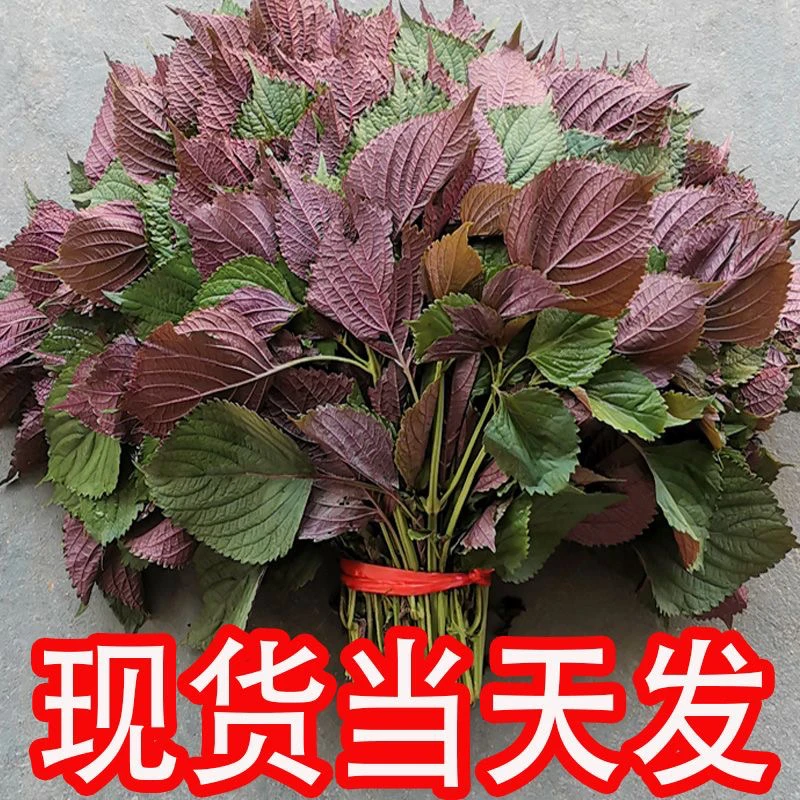 新鲜食用鲜紫苏带杆牛蛙鱼虾田螺食用香料农产品种子紫苏叶新鲜