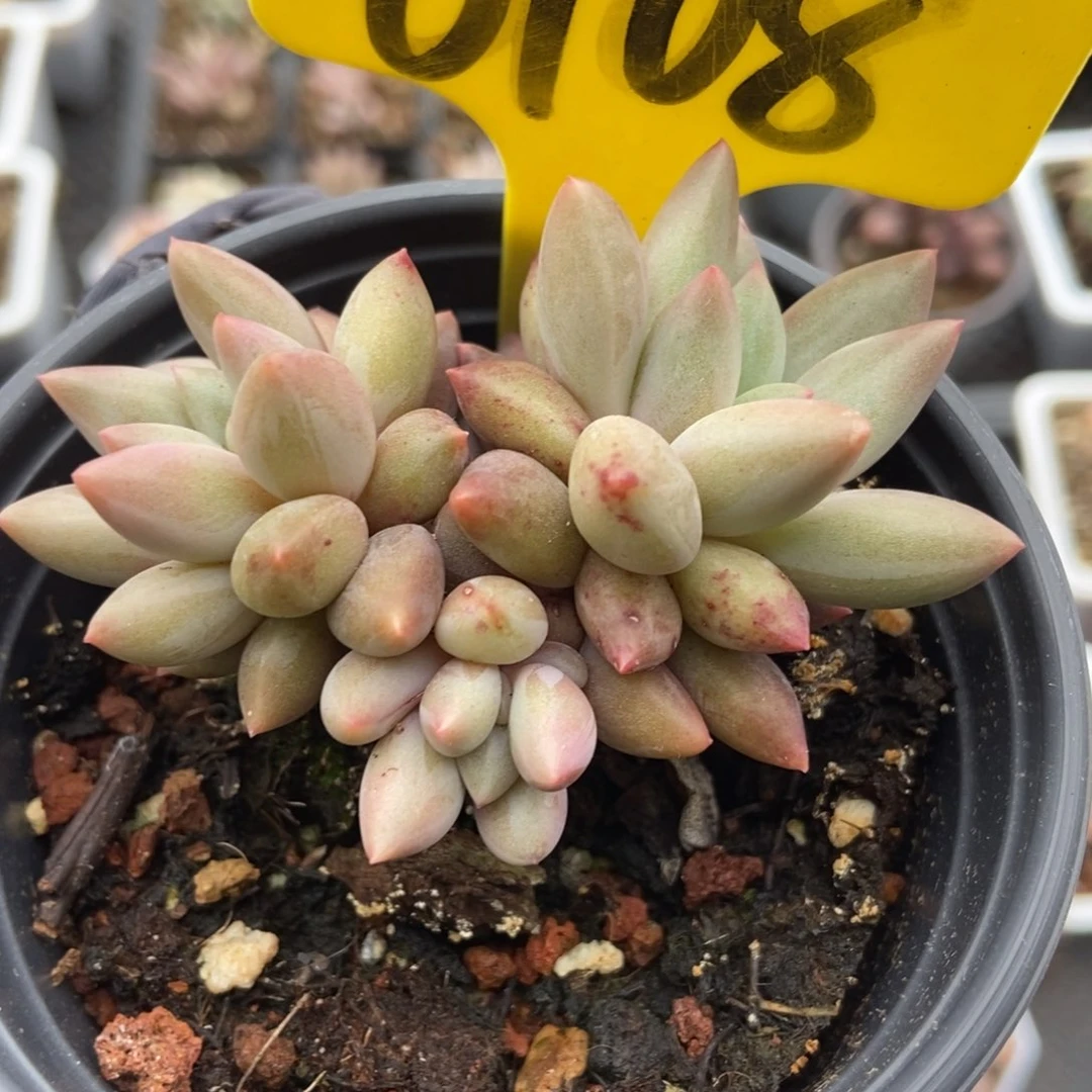 6108水晶球多肉植物保护