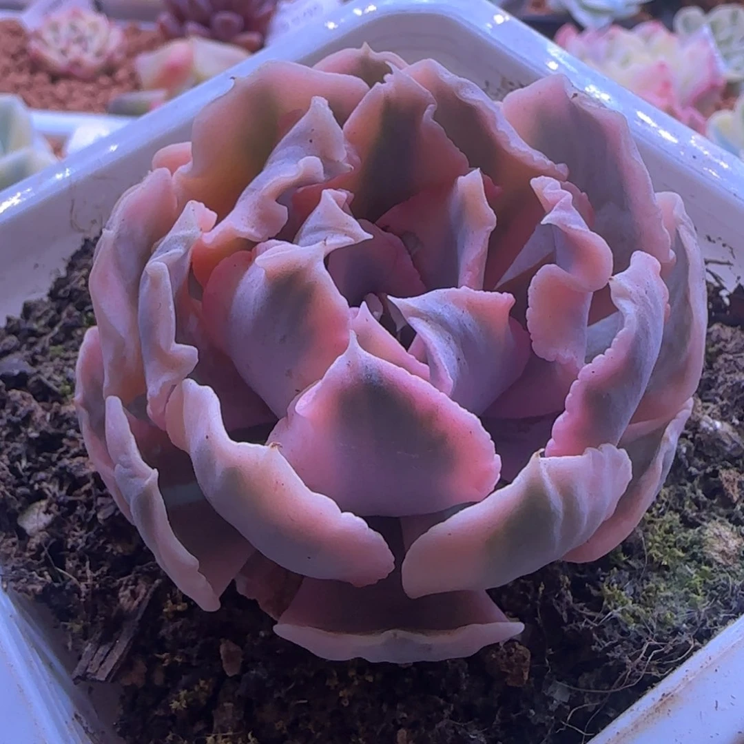 利比里亚锦 多肉植物