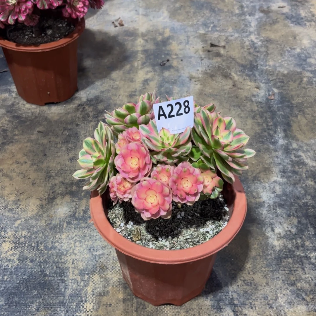 多肉植物倾城228多肉