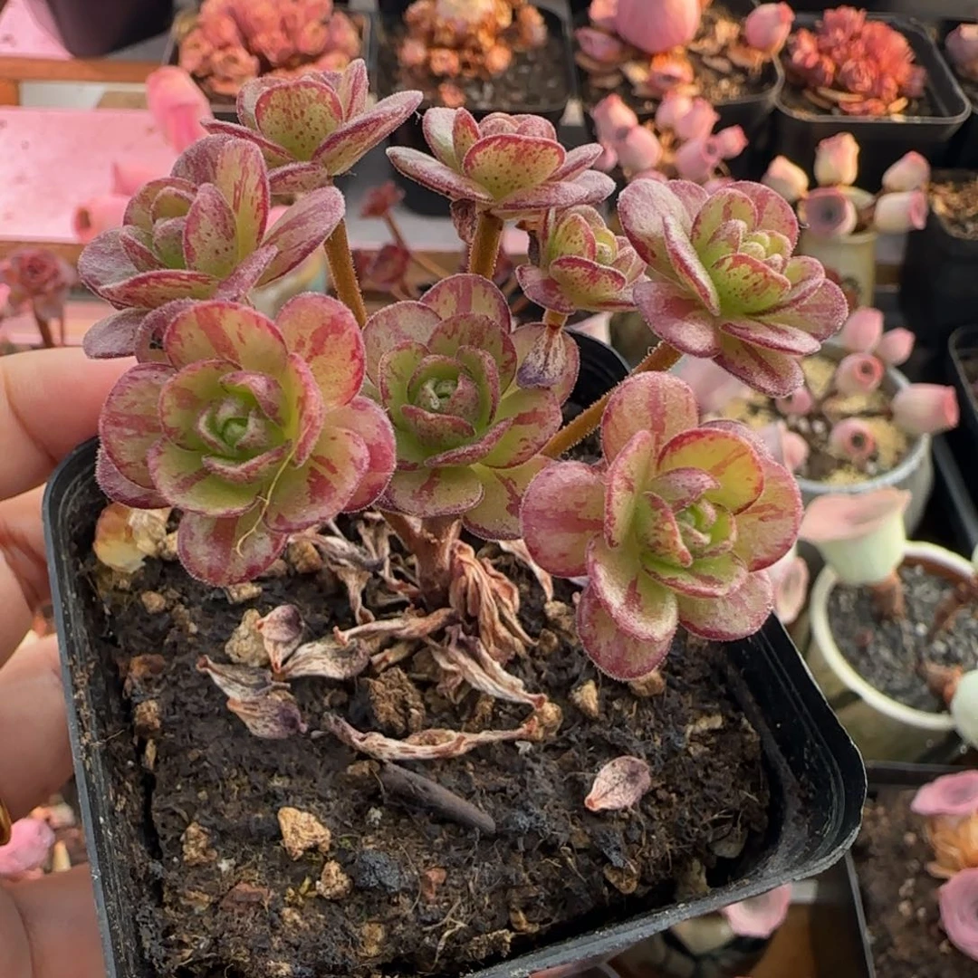 *****L303半城玫瑰开播福利红颜橄榄