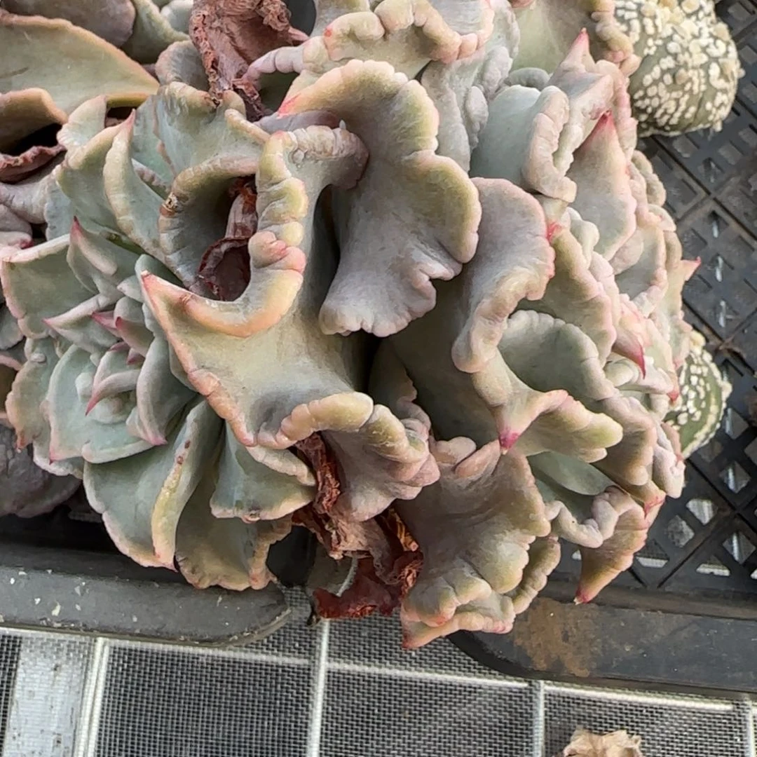 从前慢花园多肉编号饺子皮