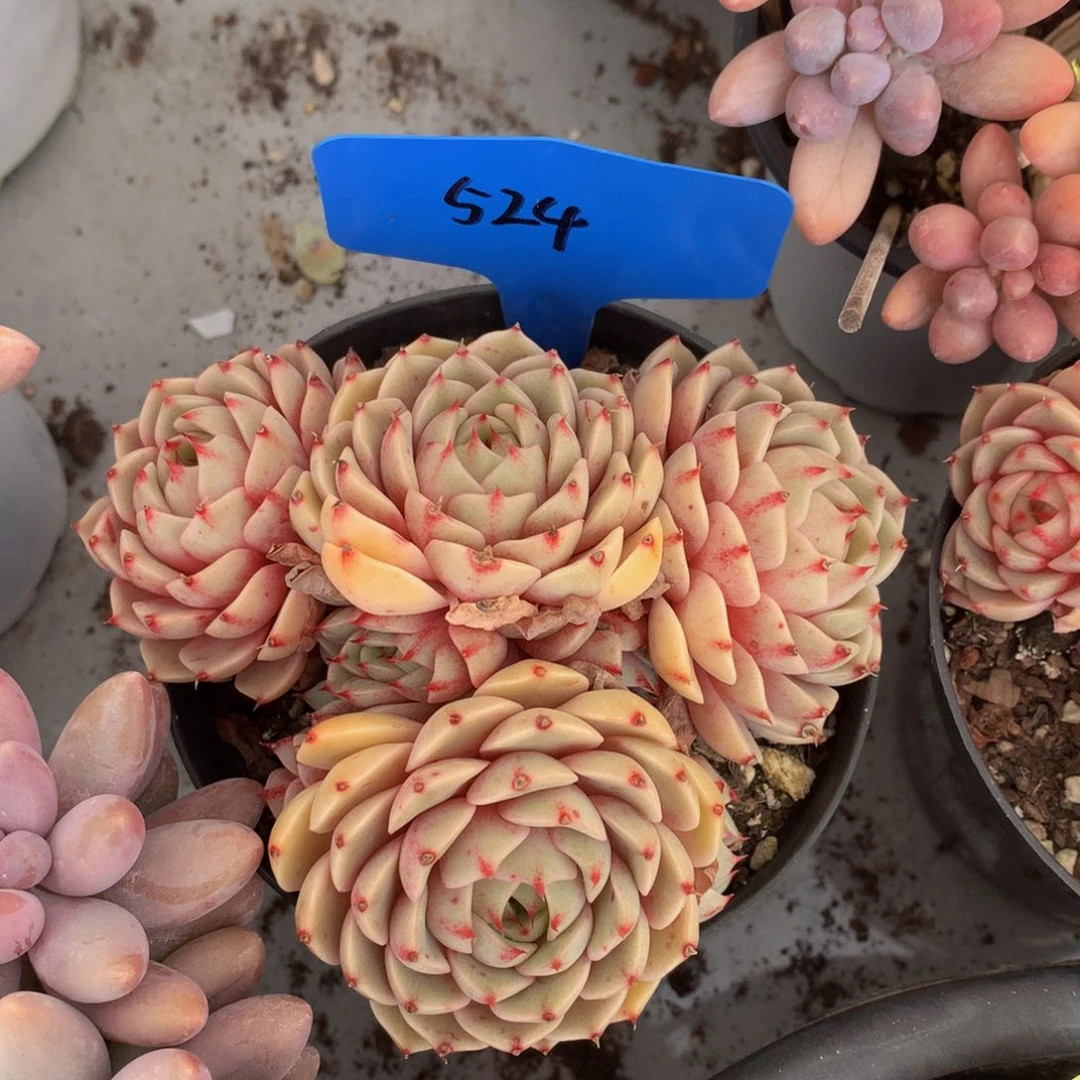 笨巴uuwuwwuwuwuuew