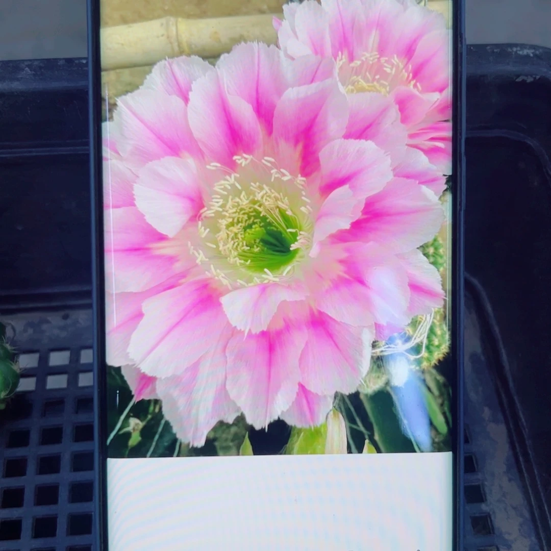 下98丽花美花9 歪无根侧芽3公分左右20包邮