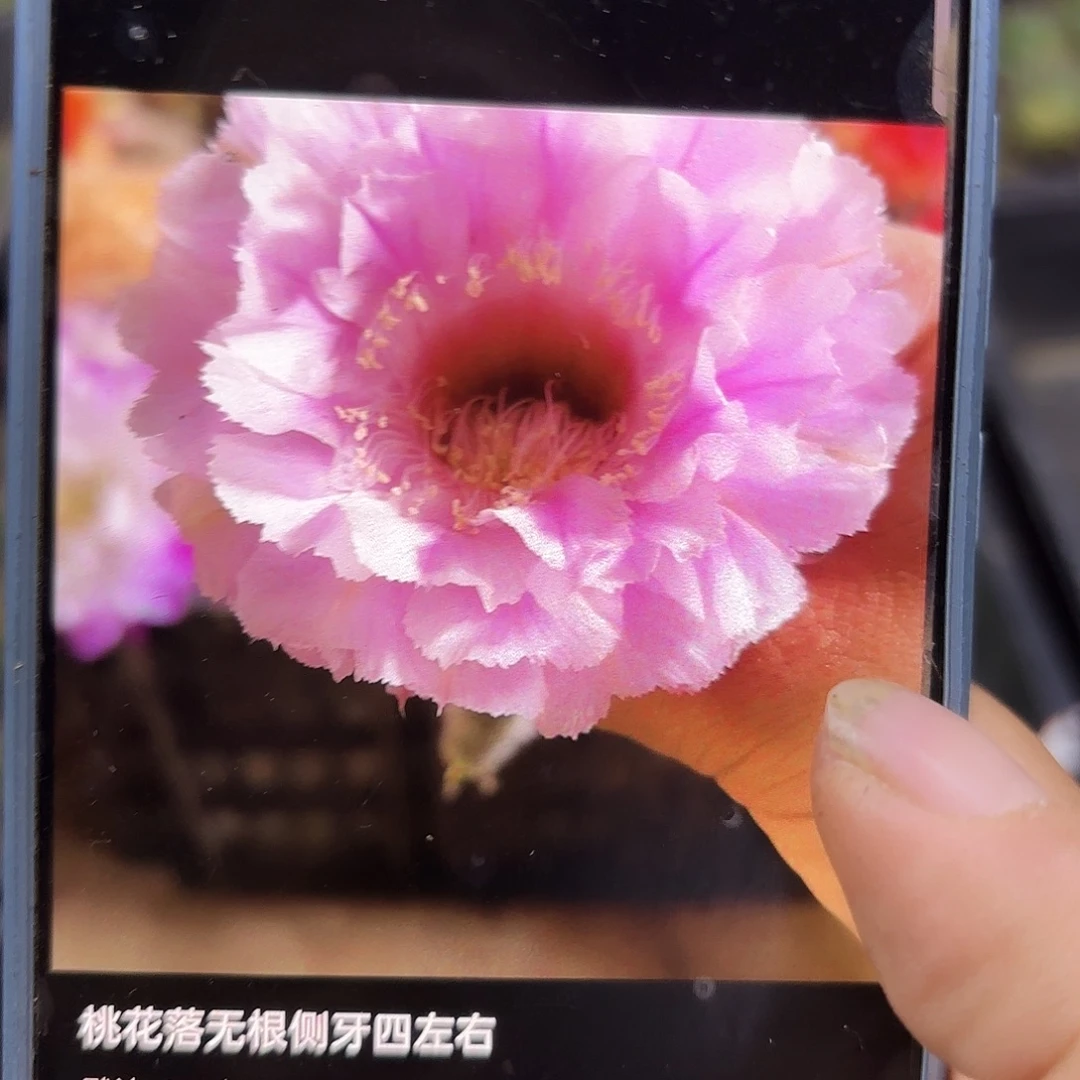 桃花落三公分侧牙13