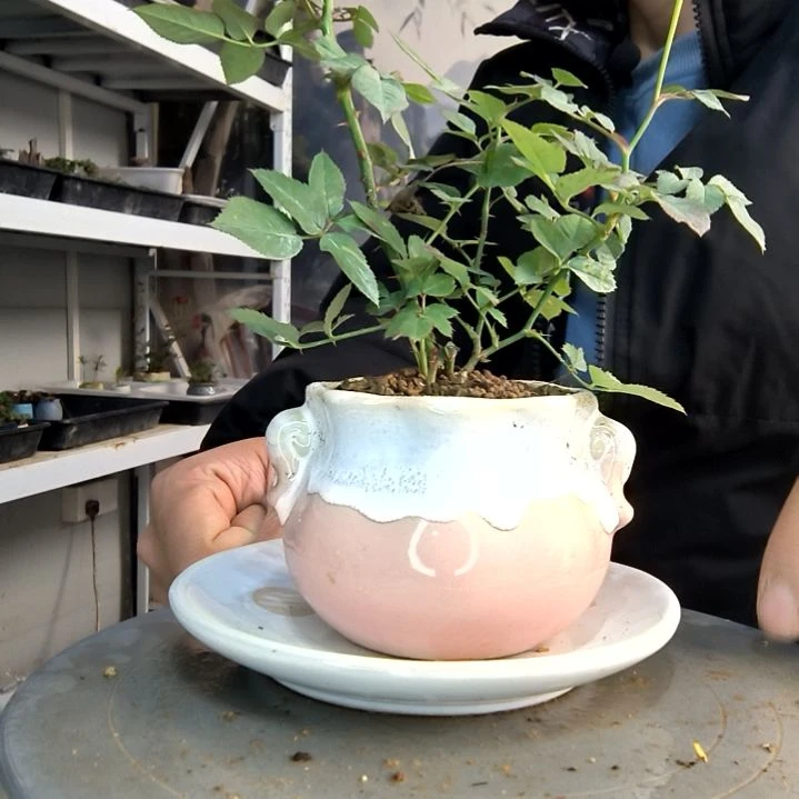 小**1小盆景小植物一物一拍172