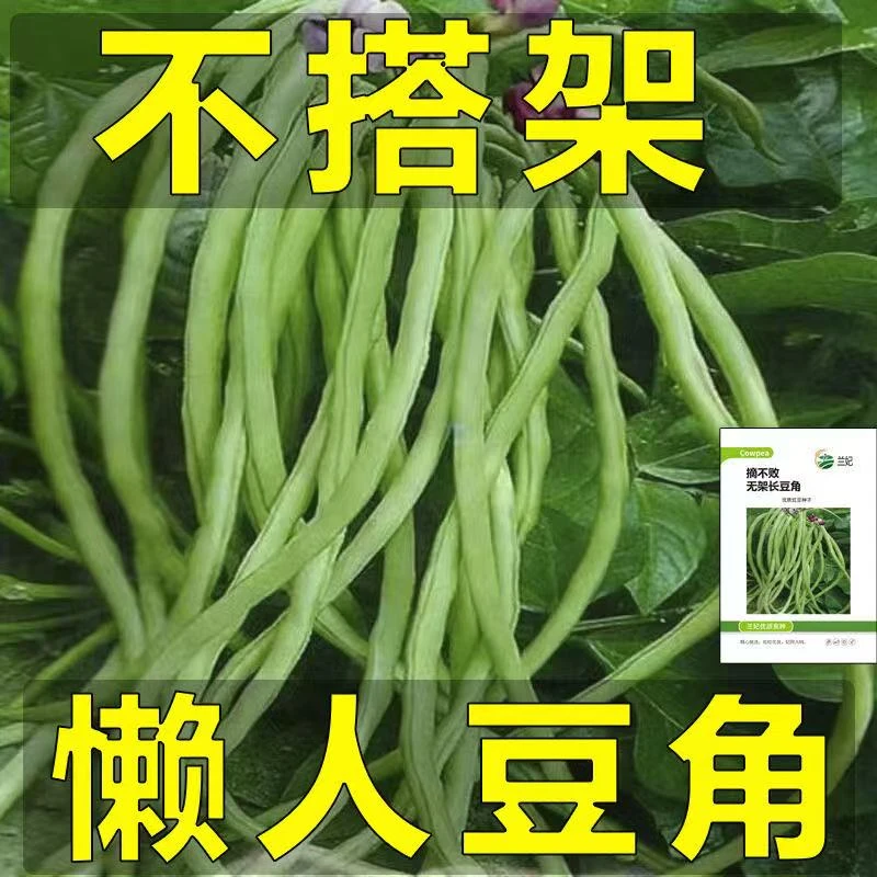 无架长豆角种子不搭架豇豆绿色蔬菜种无筋农家懒人豆角【包含肥料】