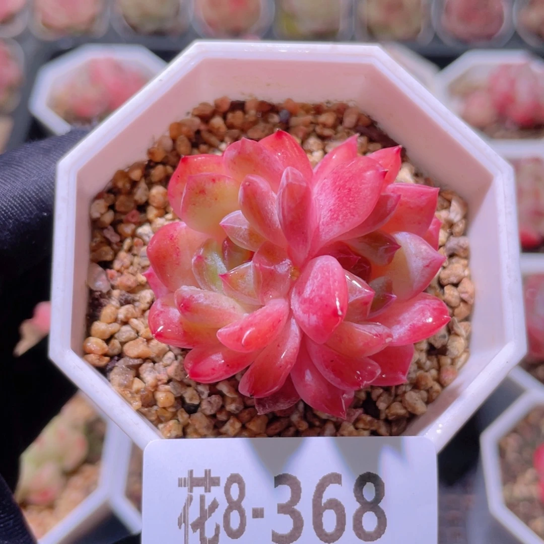 花利美8-368精选糖心