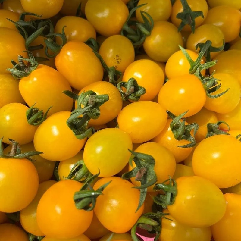 海南黄千禧毛重3.7公斤整箱包邮到家新鲜千禧圣女果海南省