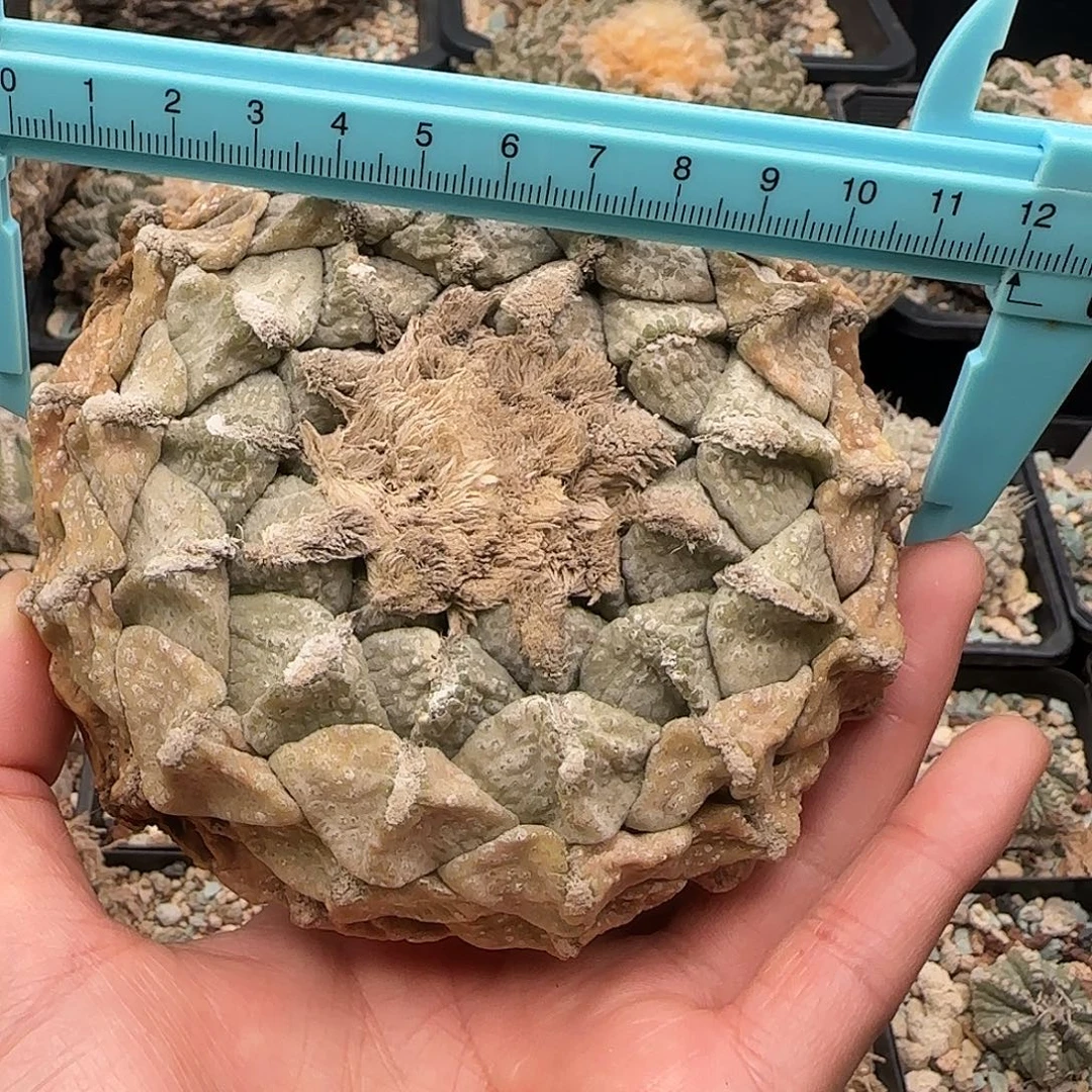 连山牡丹尺寸12公分