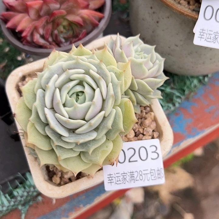 幸运的是我还在努力地