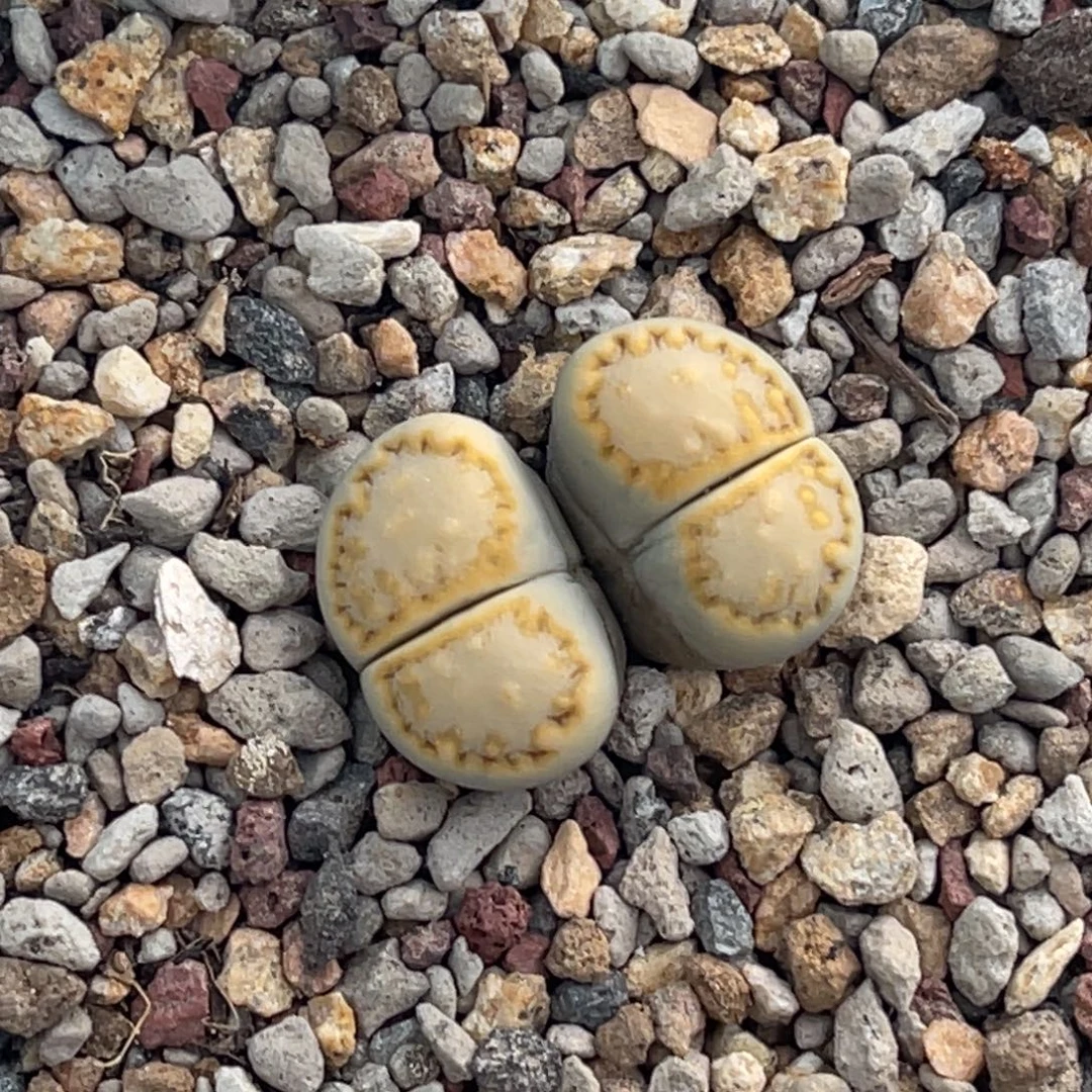 7531双头金色黄绿饼干一颗
