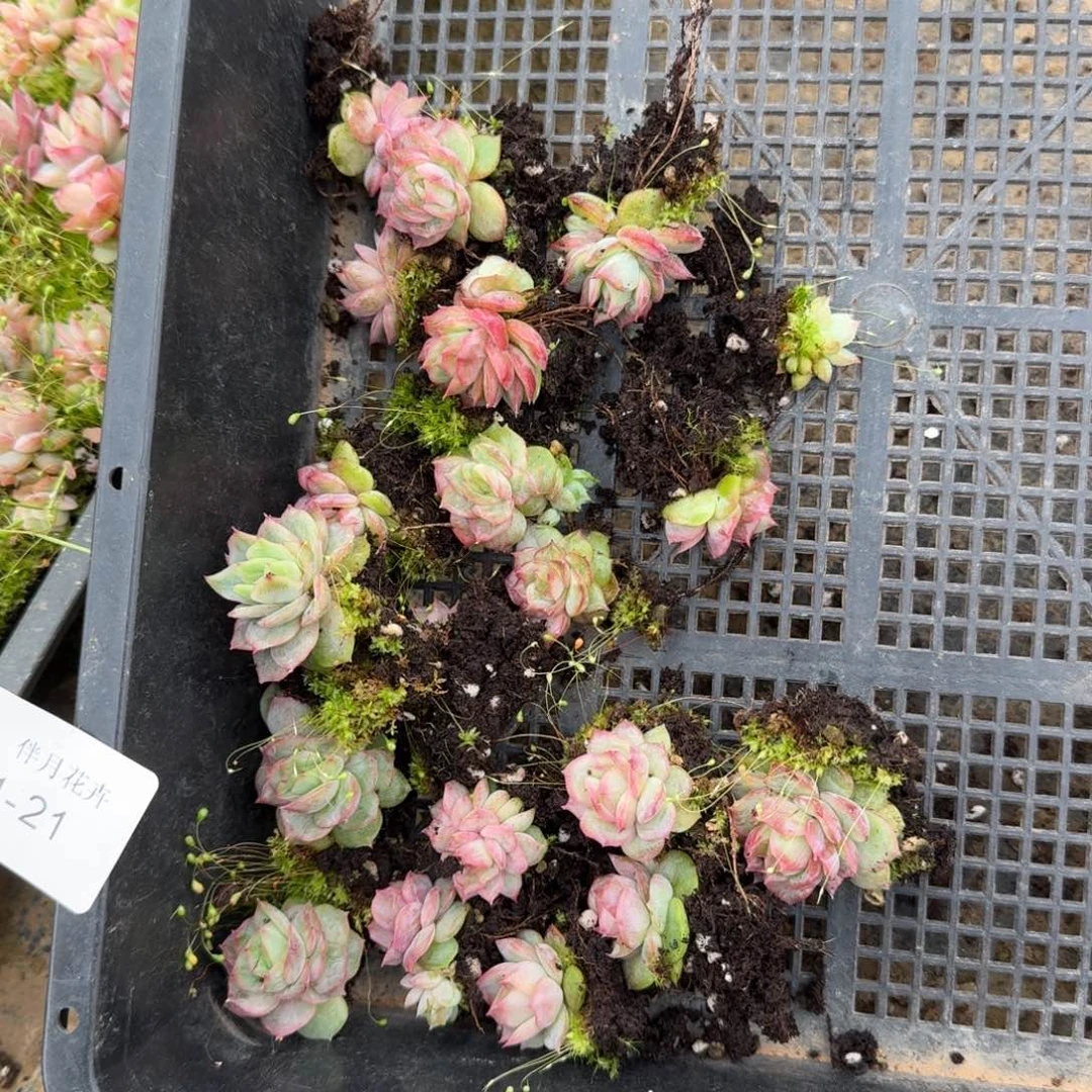 1-21三号玫瑰一颗量拍