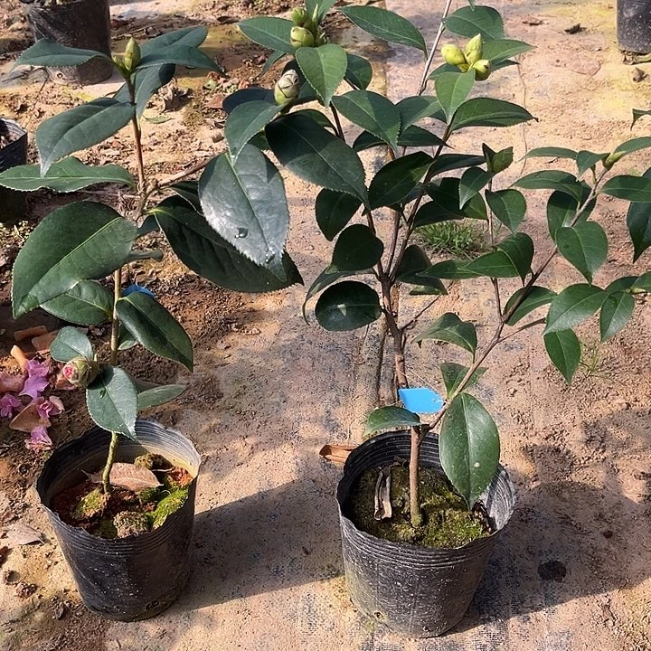 完全开放夜明珠和酒中花