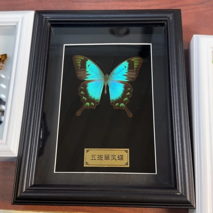 蝴蝶标本蝴蝶标本