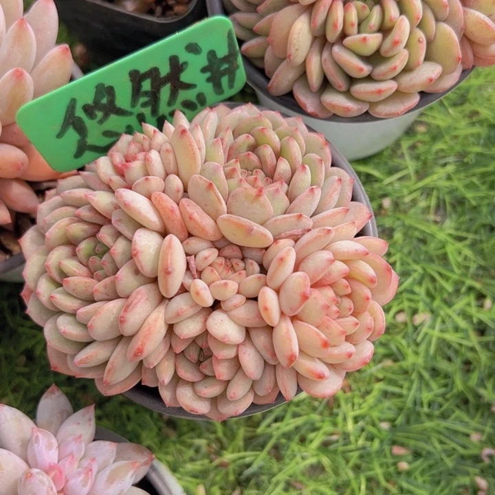 健健康康平平安安