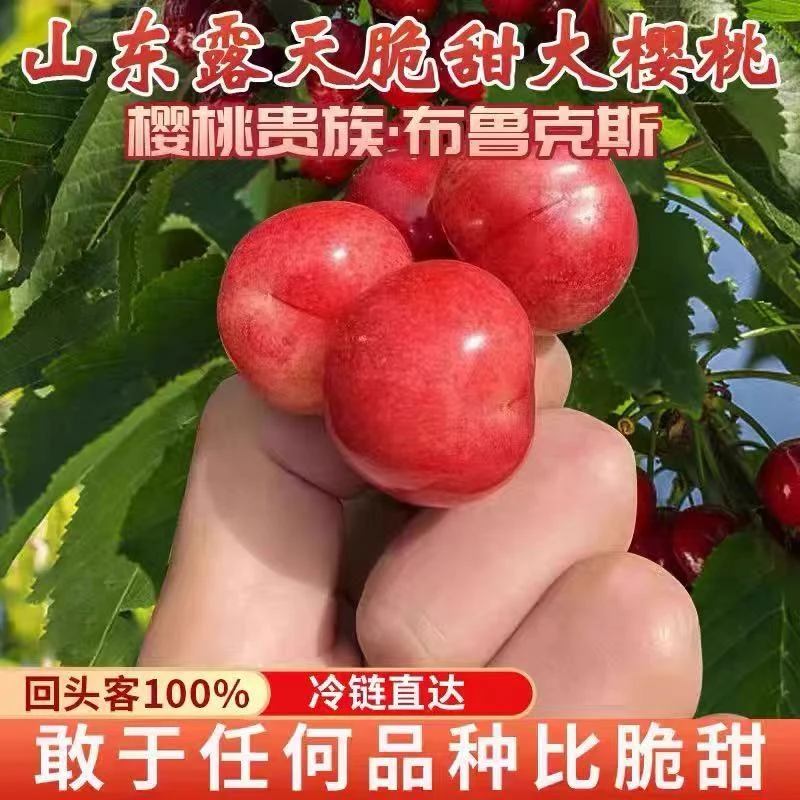 (顺丰空运）山东大樱桃布鲁克斯贵族樱桃纯甜脆口樱桃现摘现发