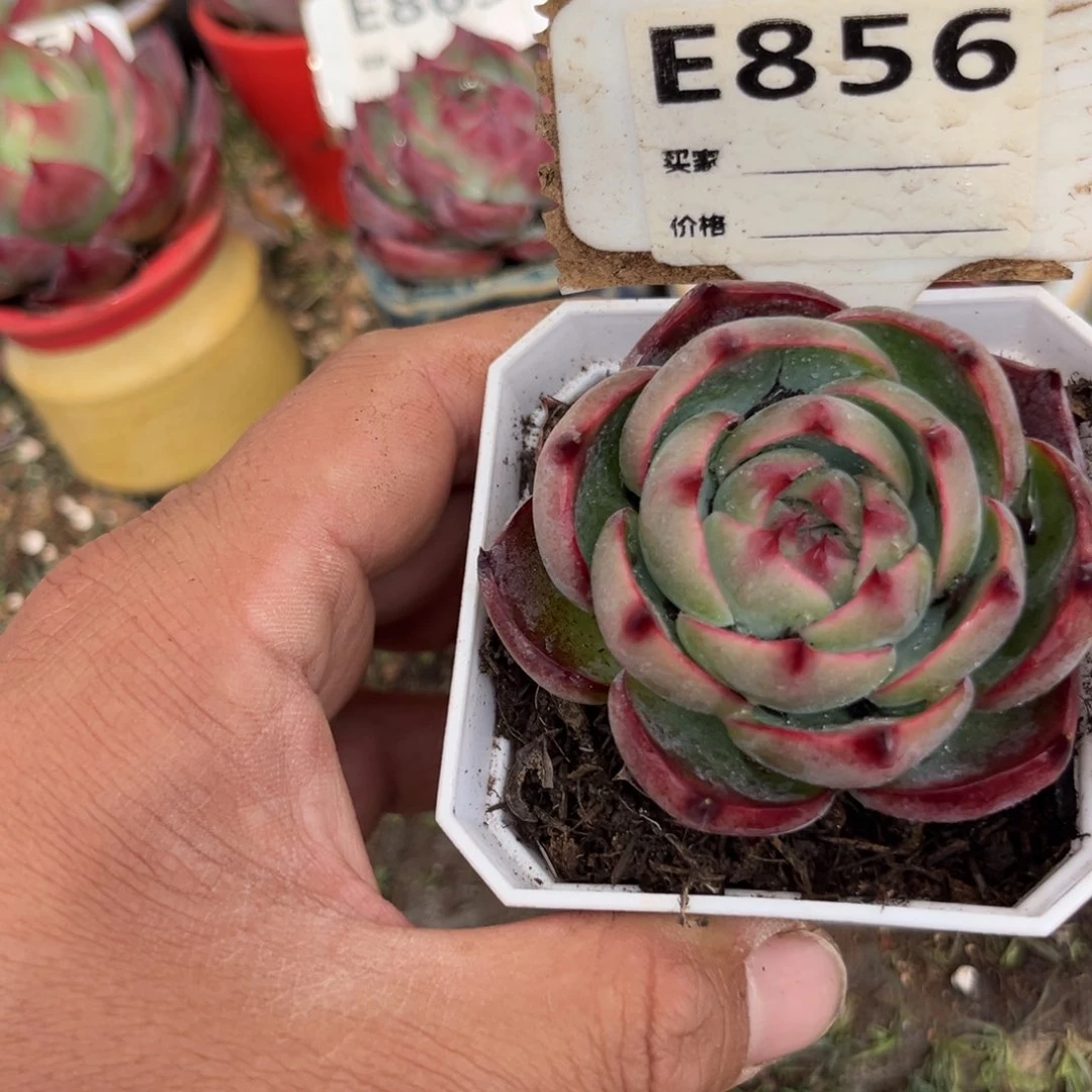 惊鸿一瞥856号多肉