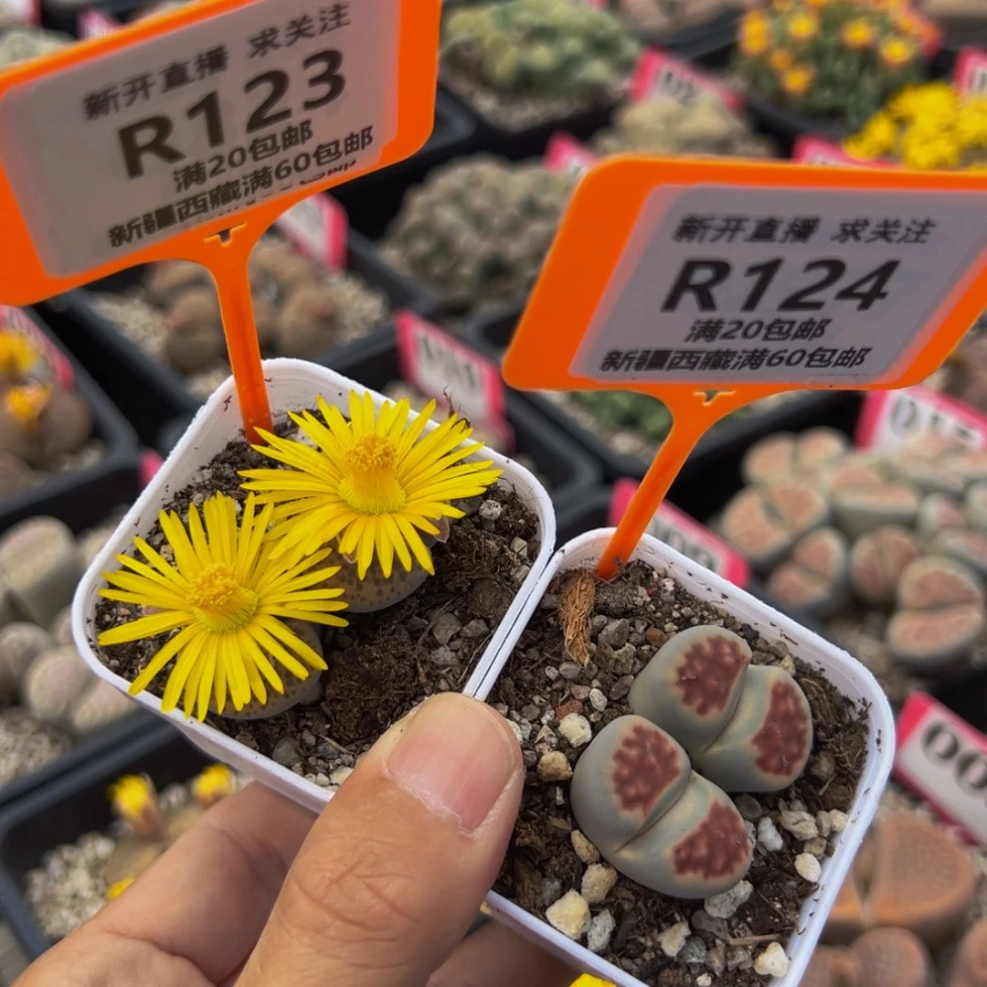 123.124 一物一拍，默认有伤，介意勿拍，不退不换