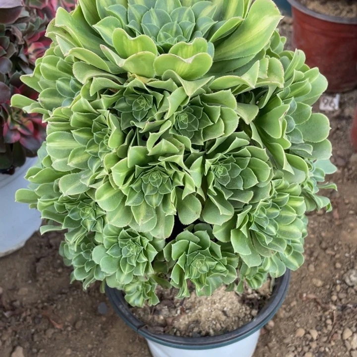 无花朵029翡翠琉璃多肉植物