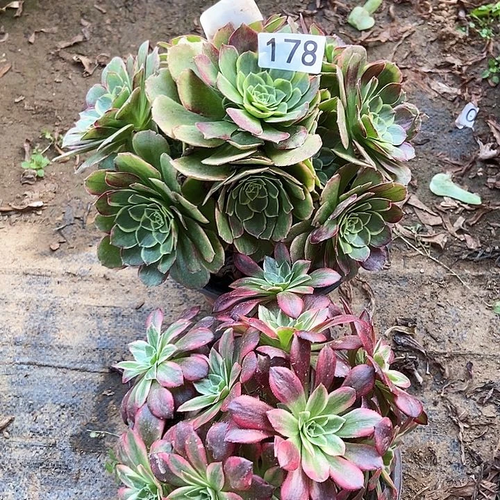 奶白安娜朵朵178多肉不包断