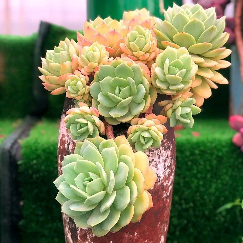 多肉园点单清货链接