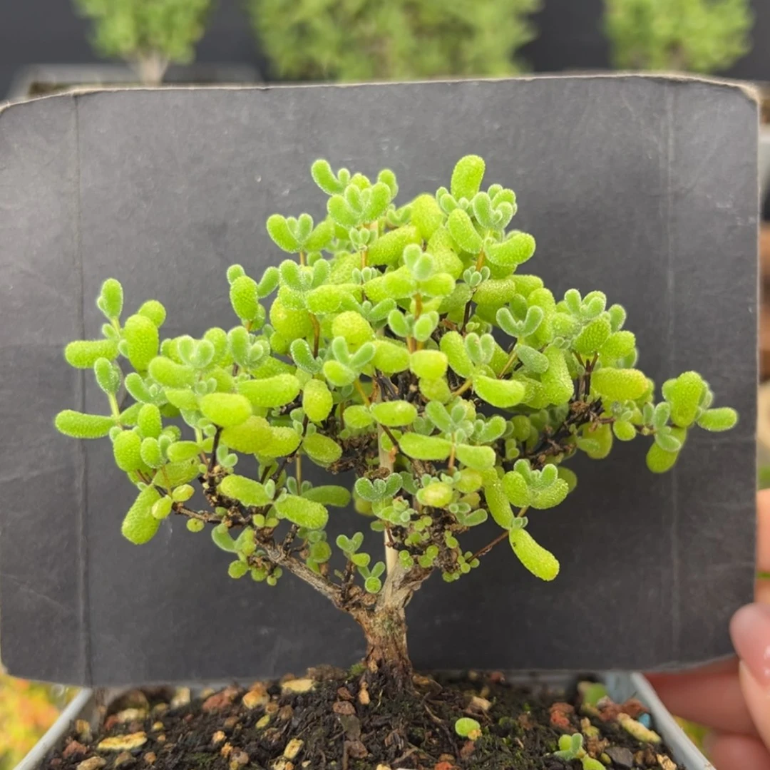【闪购商品】dy2990精控翡翠冠幅8.5cm