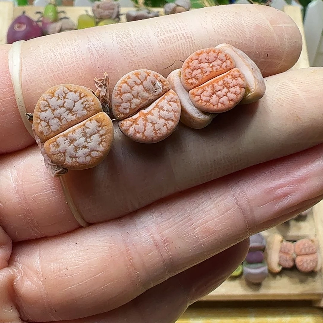 拿铁3颗开播福利………………