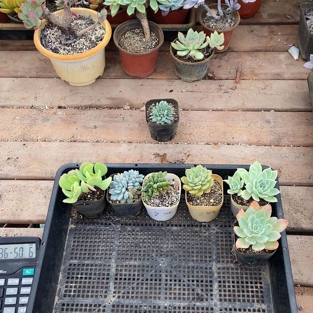 003号花6个戒了外卖专拍江苏