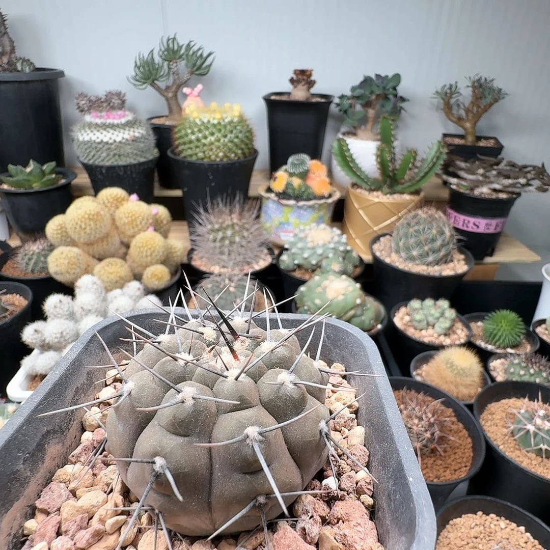 331实生强刺仙人球